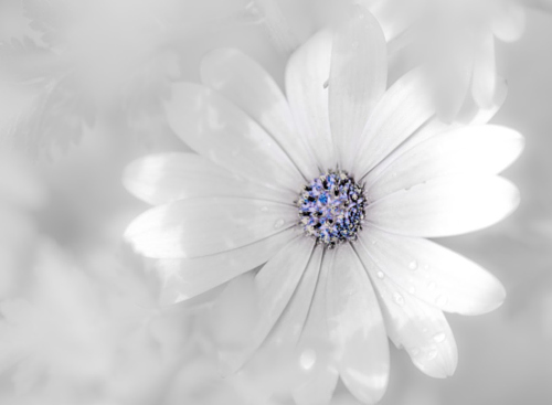 卵巢保養(yǎng)秘方有哪些 內(nèi)外調(diào)養(yǎng)是關(guān)鍵