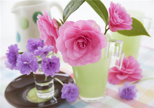 茶花粉的功效與作用有哪些 真的能養(yǎng)顏嗎