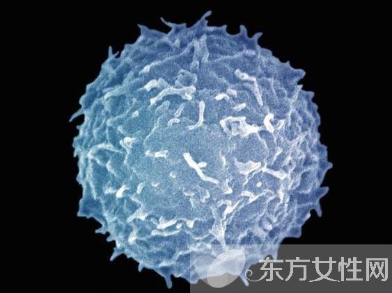 白細胞偏低的原因 白細胞低吃什么好