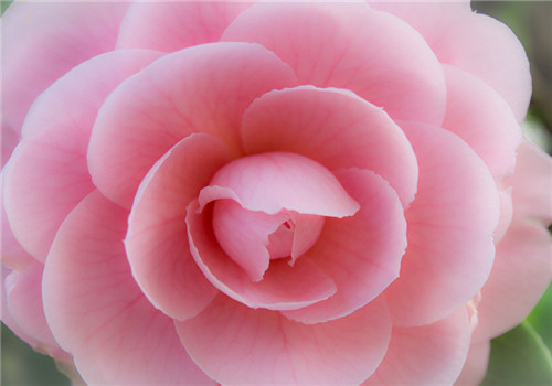 茶花粉的功效與作用有哪些 真的能養(yǎng)顏嗎