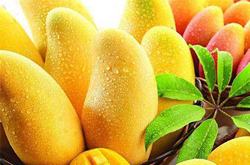 芒果的營養(yǎng)價值高 女人吃芒果好處多