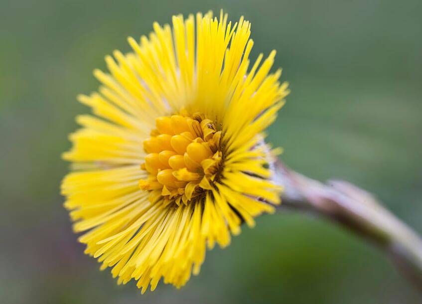 款冬花的功效與作用 它的最佳食療方法