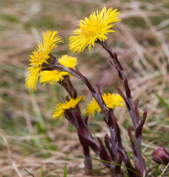 款冬花的功效與作用 它的最佳食療方法