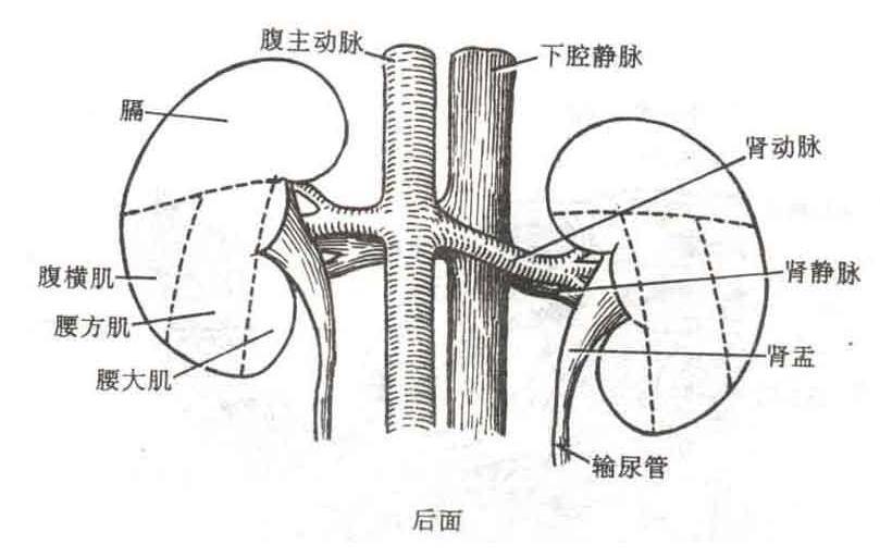 老中醫(yī)的十種養(yǎng)腎方法 吃什么最養(yǎng)腎