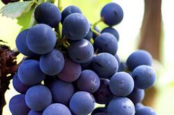 什么水果含糖低呢 專家分享含糖量最低的六大水果