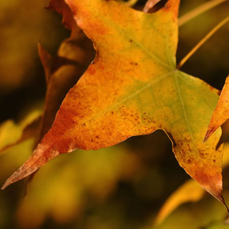 秋季疾病預(yù)防6個小常識 一定要謹(jǐn)記