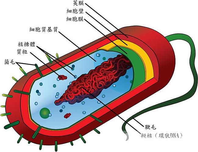 結核性腦膜炎會傳染嗎 腦膜炎的傳染途徑