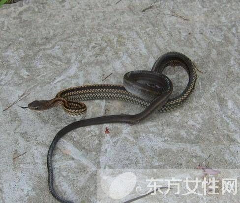 烏梢蛇的功效作用 烏梢蛇的4大食用方法