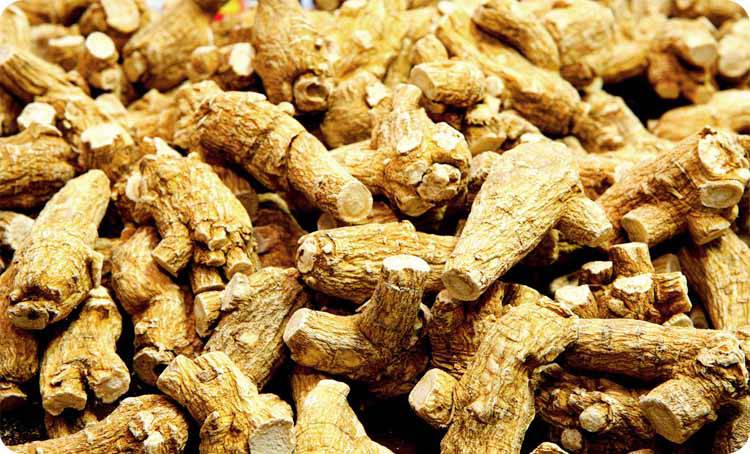 西洋參泡水的功效雖好 但以下禁忌需注意