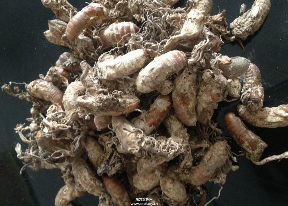 金蟬花的功效與作用有哪些 什么人不能吃