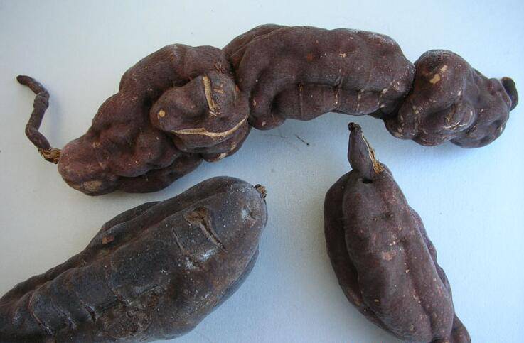 何首烏的功效及作用 何首烏怎么吃最好