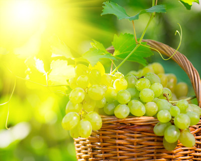 多吃提子還能抗衰老 揭提子的功效與作用