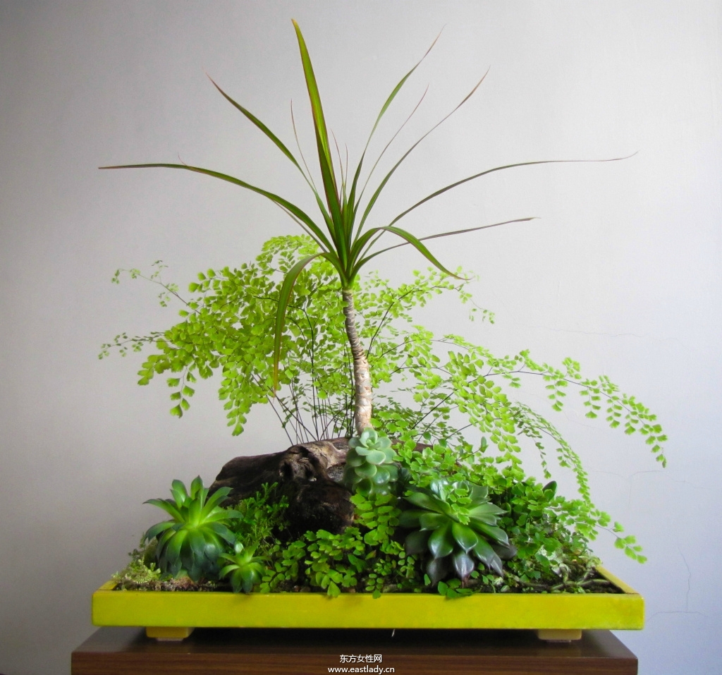 6款適合室內(nèi)養(yǎng)的植物 讓你生機(jī)勃勃招財(cái)又進(jìn)寶