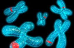 造成染色體異常的因素是什么