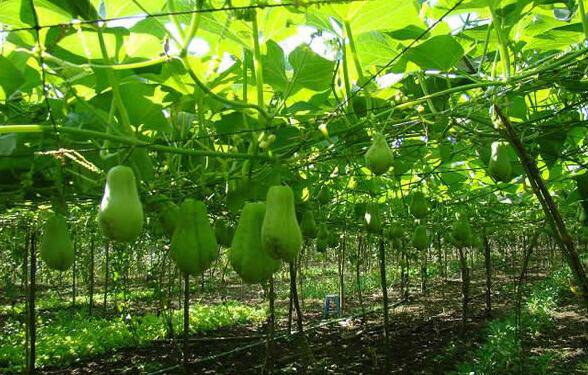 佛手瓜怎么吃最營養(yǎng) 揭佛手瓜的功效