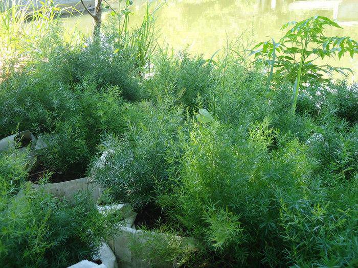 天門冬的功效與作用 藥用價值有多高