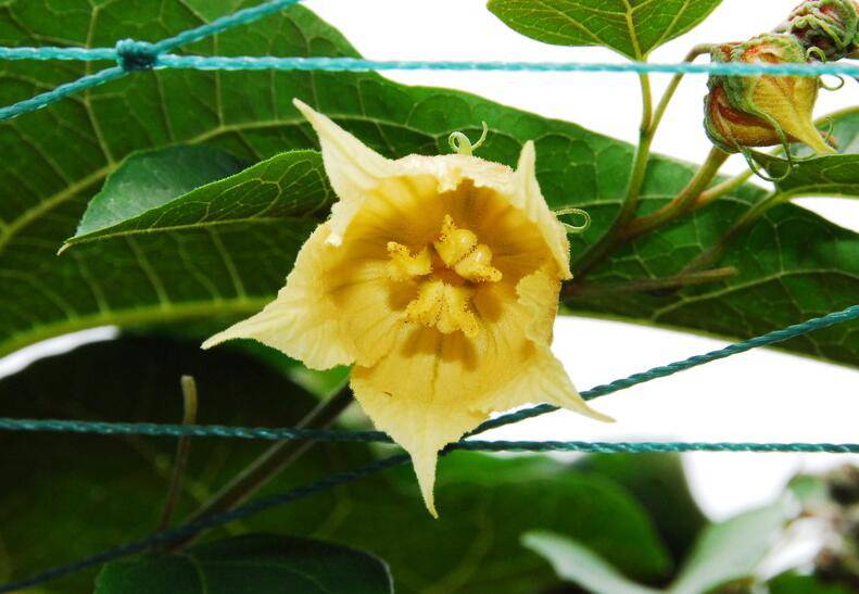 羅漢果花的功效與作用 什么人不宜食用