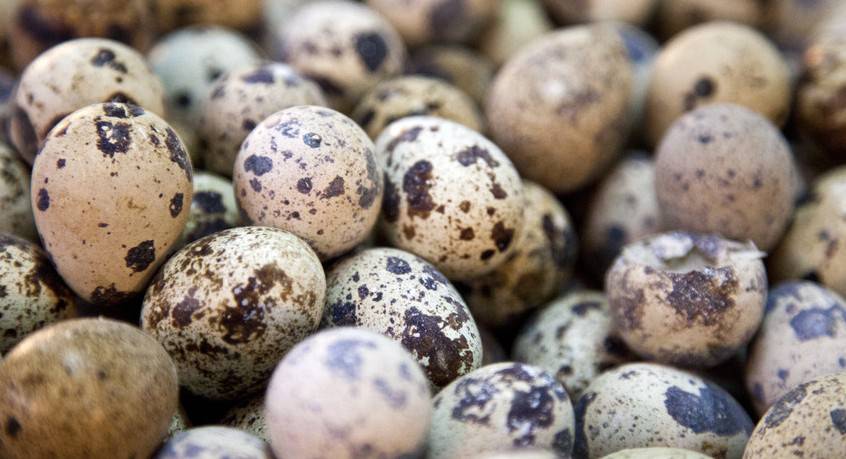 鵪鶉蛋的4大營養(yǎng)價值 居然不比雞蛋高