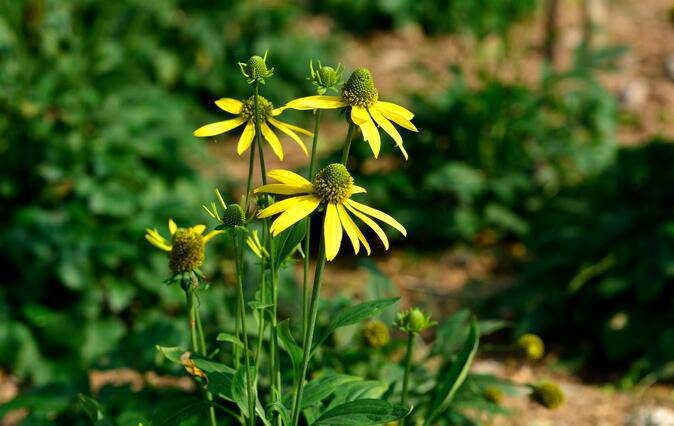 千里光是什么 千里光的功效與作用有哪些