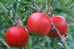 一天當(dāng)中什么時(shí)候吃蘋果是最好的