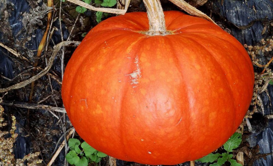 南瓜營養(yǎng)價值高 揭你不知道的南瓜粥做法