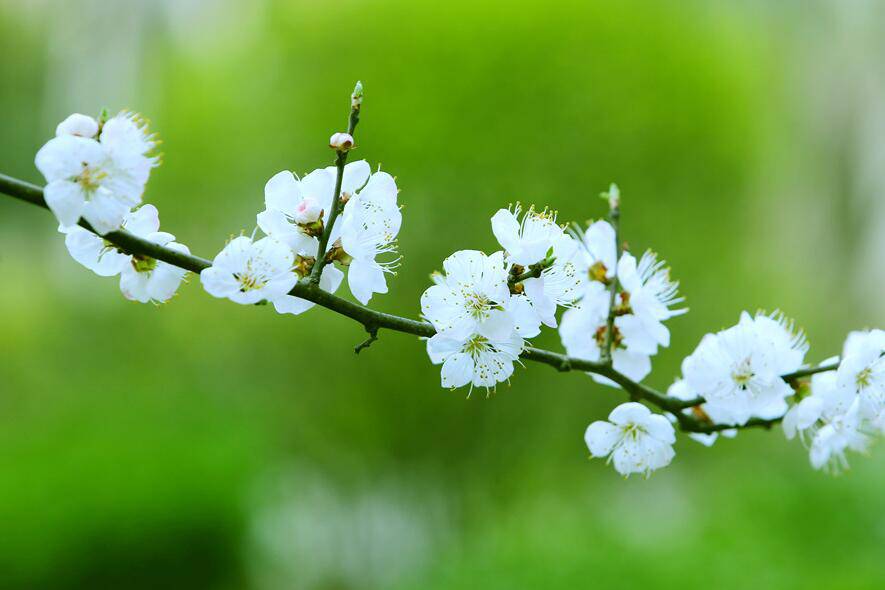 春季養(yǎng)生食譜推薦 5款食療任你選