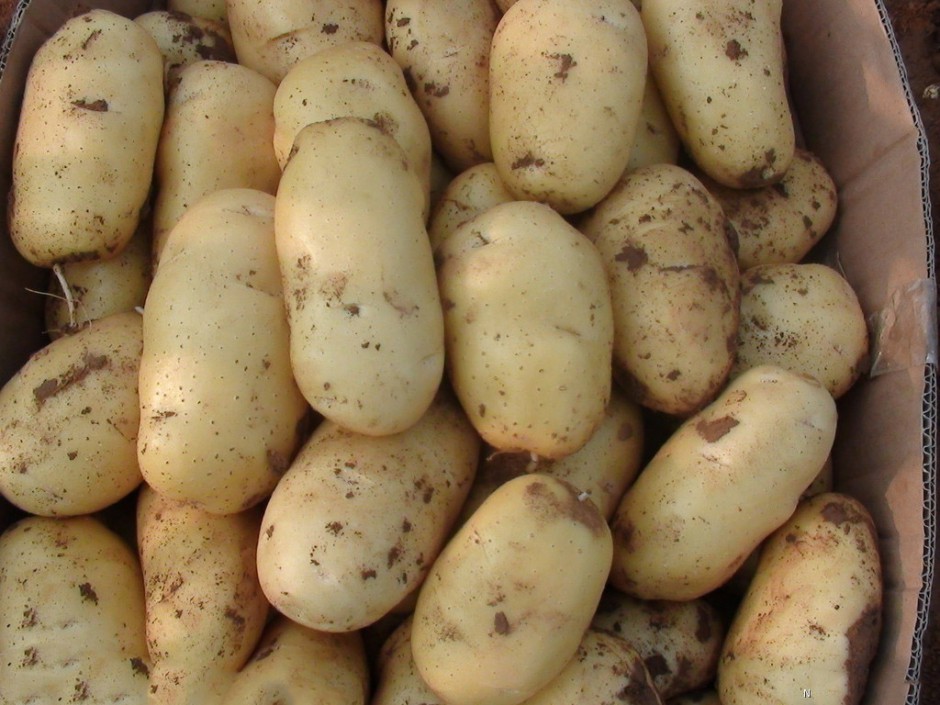 探究山藥蛋的功效與作用 這些你要知道