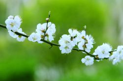 春季養(yǎng)生食譜推薦 5款食療任你選