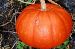 南瓜營養(yǎng)價值高 揭你不知道的南瓜粥做法