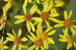 千里光是什么 千里光的功效與作用有哪些