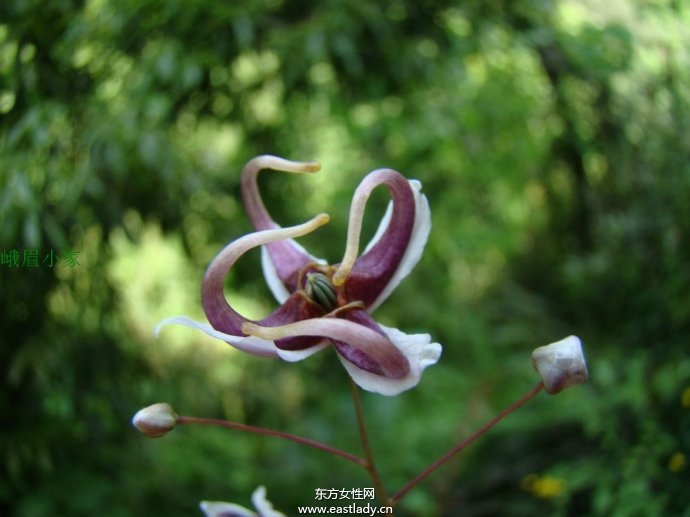 淫羊藿的功效與作用及食用方法大全