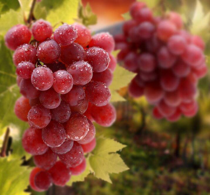 氣血不足吃什么食物好 12個(gè)癥狀需警惕