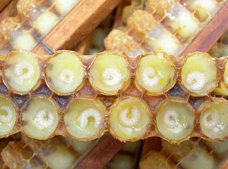 日常飲食養(yǎng)生之蜂皇漿的作用與功效