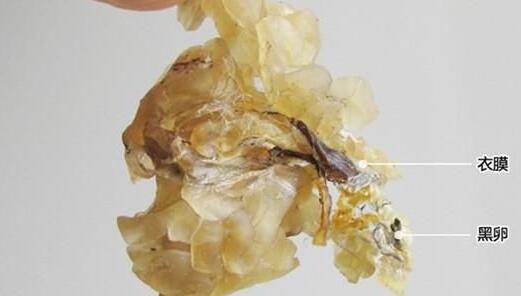 林蛙油的功效與作用 揭林蛙油的營(yíng)養(yǎng)吃法