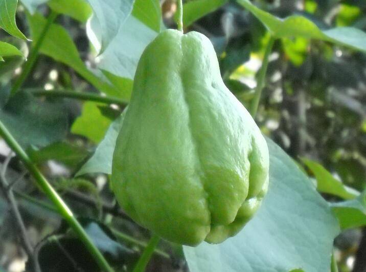 佛手瓜怎么吃最營養(yǎng) 揭佛手瓜的功效