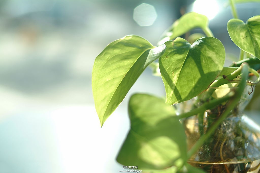 6款適合室內(nèi)養(yǎng)的植物 讓你生機(jī)勃勃招財(cái)又進(jìn)寶