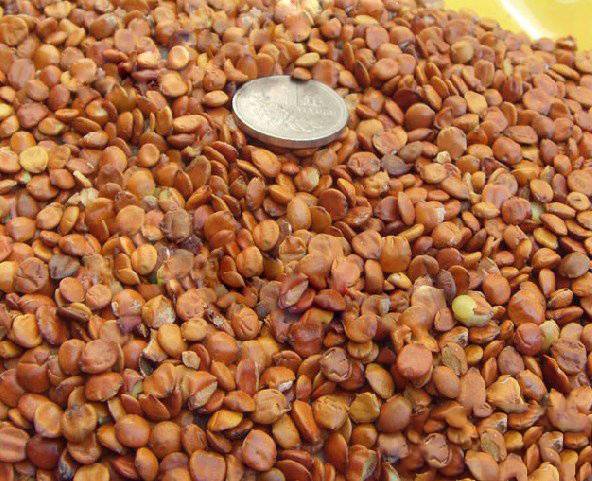 酸棗仁的副作用是什么 教你酸棗仁5大正確吃法