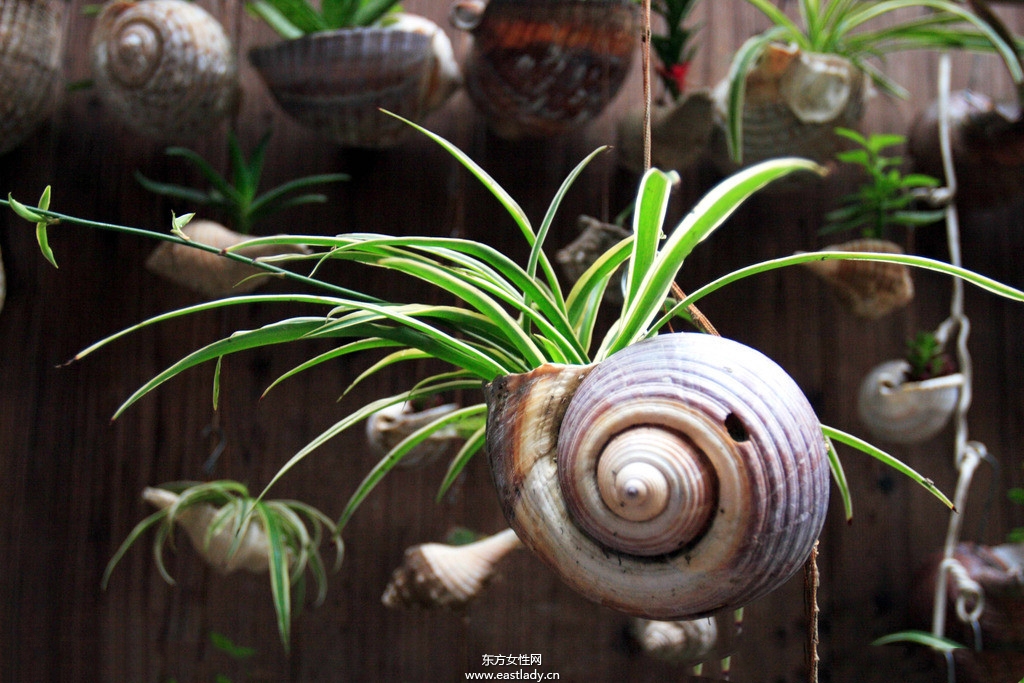 6款適合室內(nèi)養(yǎng)的植物 讓你生機(jī)勃勃招財(cái)又進(jìn)寶