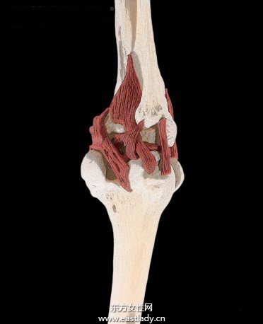 韌帶損傷應(yīng)該注意哪些飲食 四個(gè)方法教你如何正確做好防護(hù)