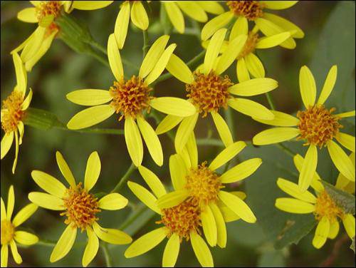 千里光是什么 千里光的功效與作用有哪些