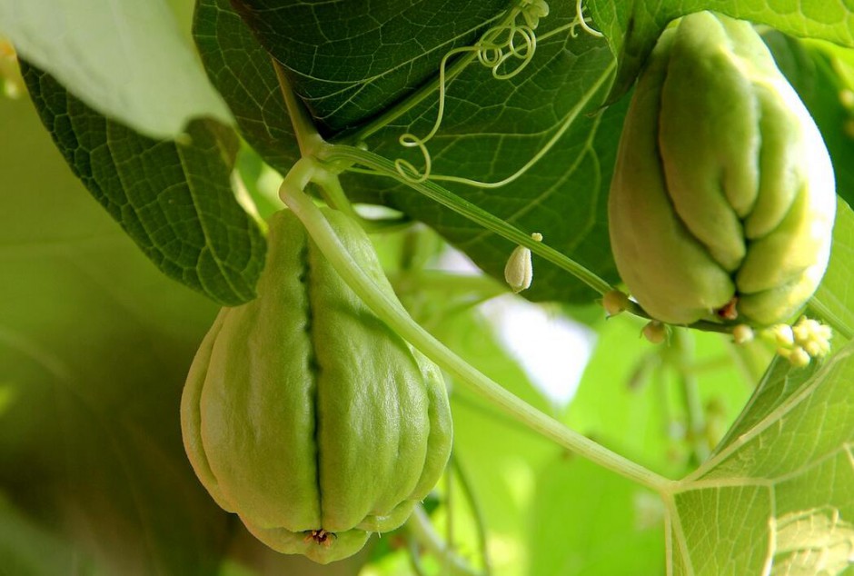 佛手瓜怎么吃最營養(yǎng) 揭佛手瓜的功效