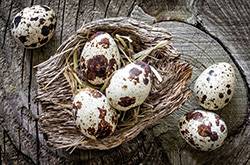 鵪鶉蛋的4大營養(yǎng)價值 居然不比雞蛋高