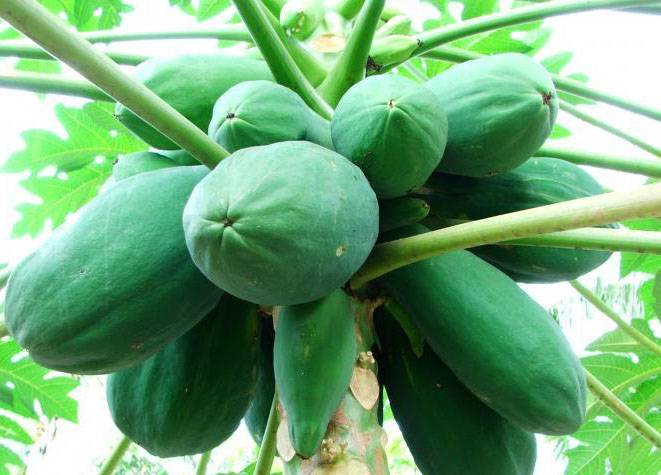 青木瓜應(yīng)該怎么吃 幫你分析青木瓜的營養(yǎng)