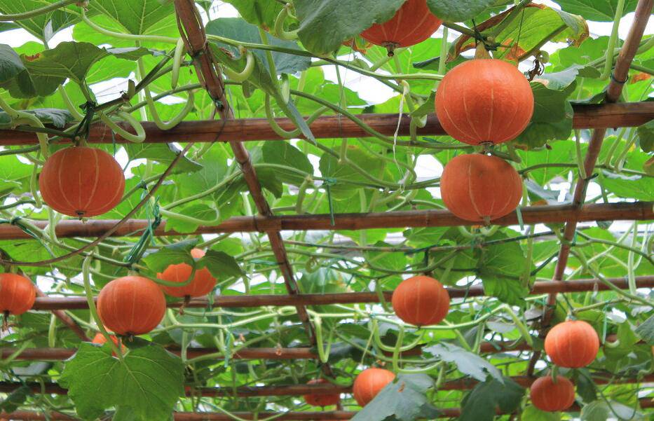 南瓜營養(yǎng)價值高 揭你不知道的南瓜粥做法