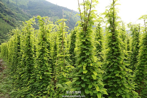 雞骨草煲湯的功效 滋補營養(yǎng)又美味