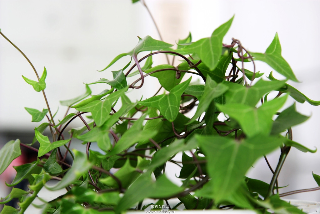 6款適合室內(nèi)養(yǎng)的植物 讓你生機勃勃招財又進寶