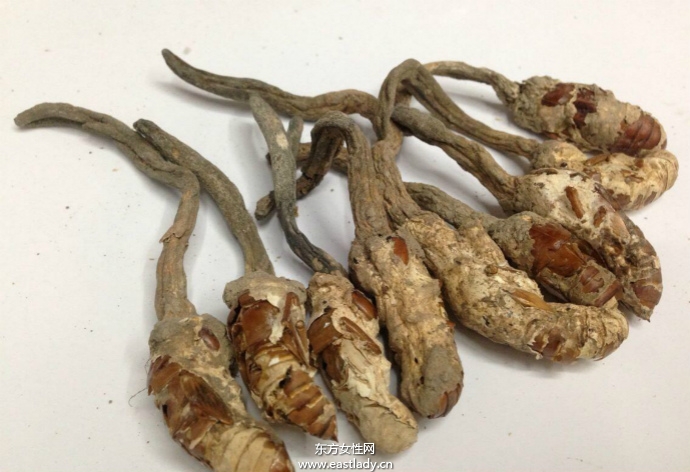 金蟬花的功效與作用有哪些 什么人不能吃