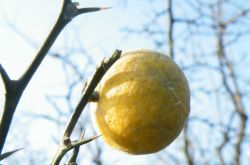 乳腺增生的食療方法 不及時(shí)治療小心引發(fā)乳腺癌