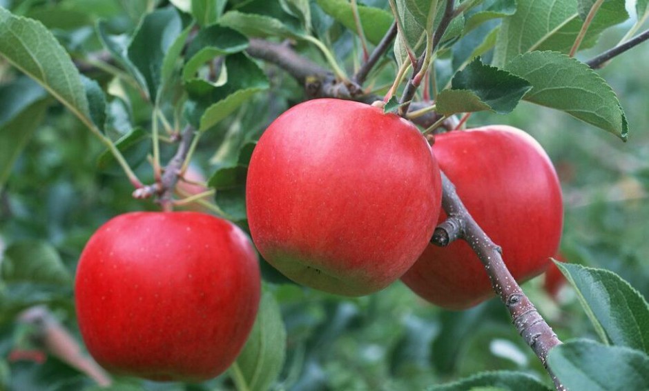 一天當(dāng)中什么時(shí)候吃蘋(píng)果是最好的