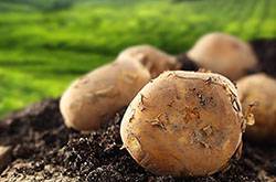 探究山藥蛋的功效與作用 這些你要知道